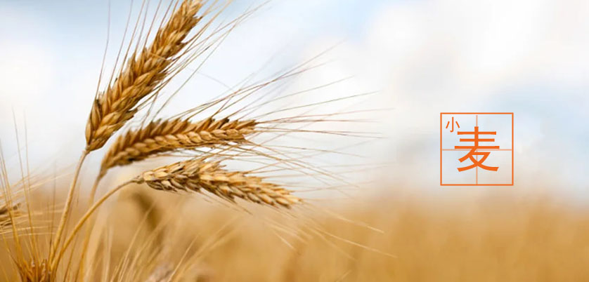 D6智能石墨消解儀處理小麥、玉米、糙米消解方案